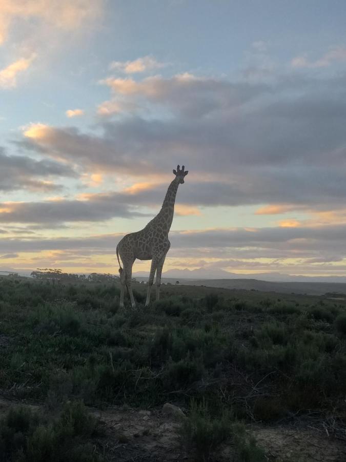 Fijnbosch Game Lodge Jeffreys Bay Esterno foto